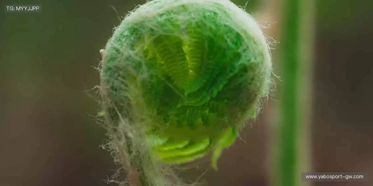 📱随时随地，高清直播！🎥精彩瞬间，绝不错过！
